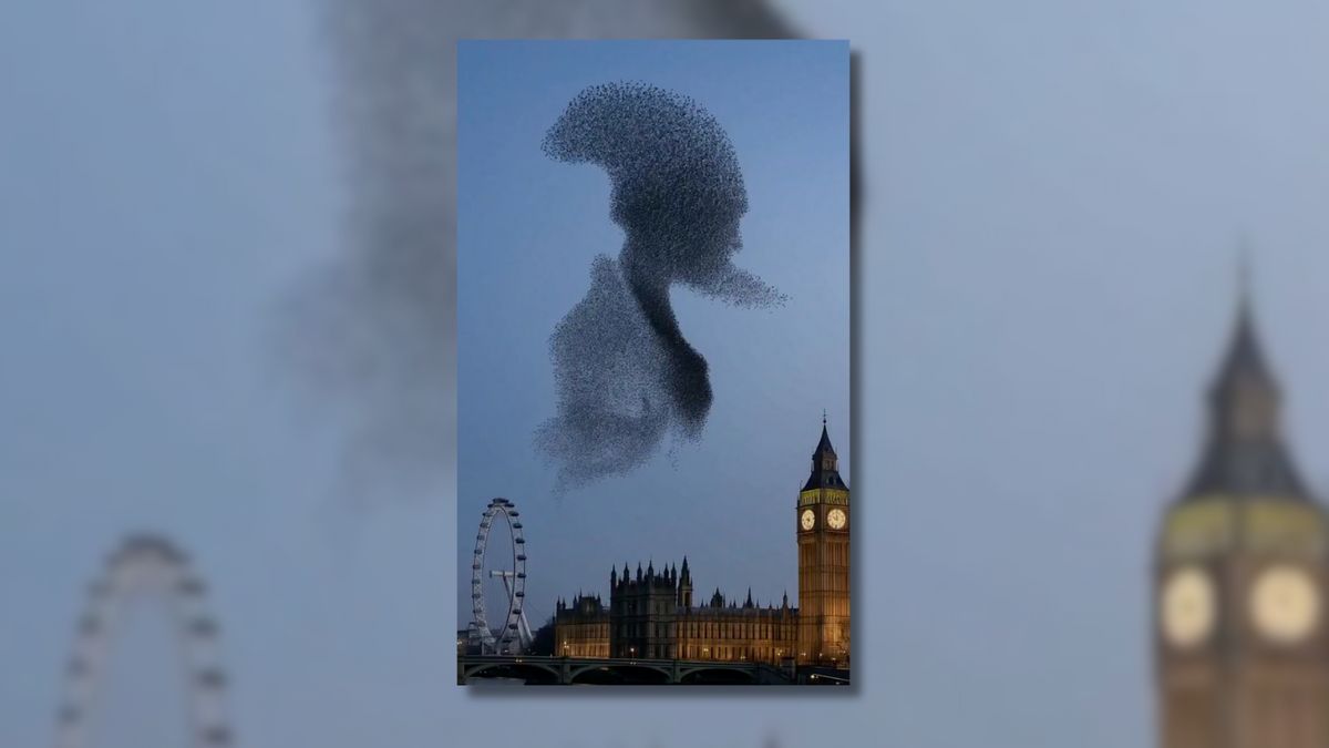 Real video of ‘starling murmuration’ in London?