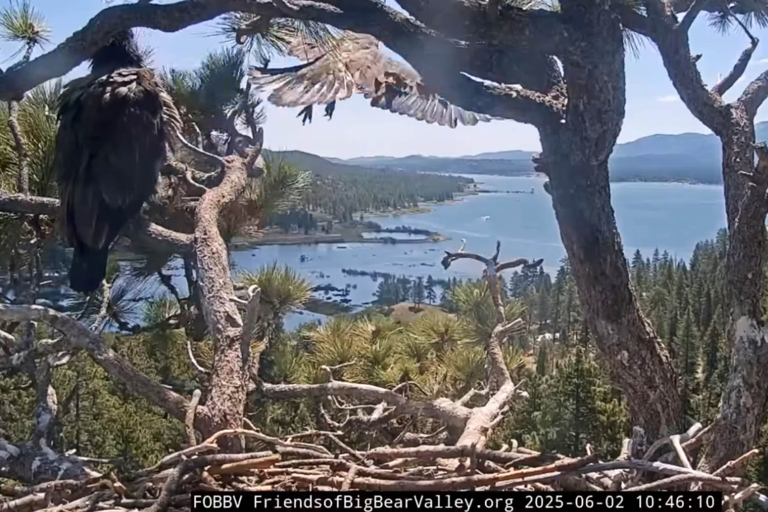 Big Bear eaglet Sunny flies from the nest for the first time