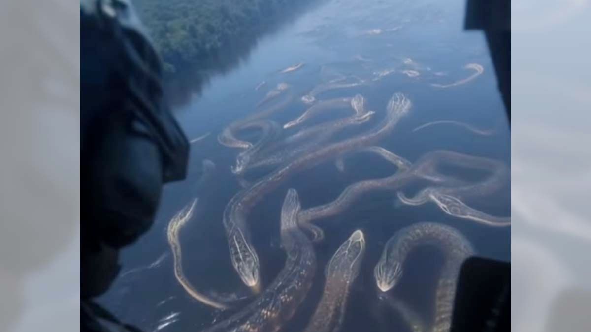 Helicopter video shows pilot’s view of massive anacondas swimming in river?