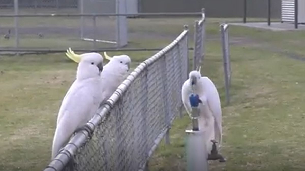 Australian ‘trash parrots’ have now developed a local ‘drinking tradition’