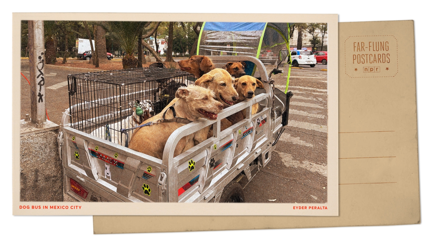 Greetings from Mexico City, where these dogs ride a bus to and from school
