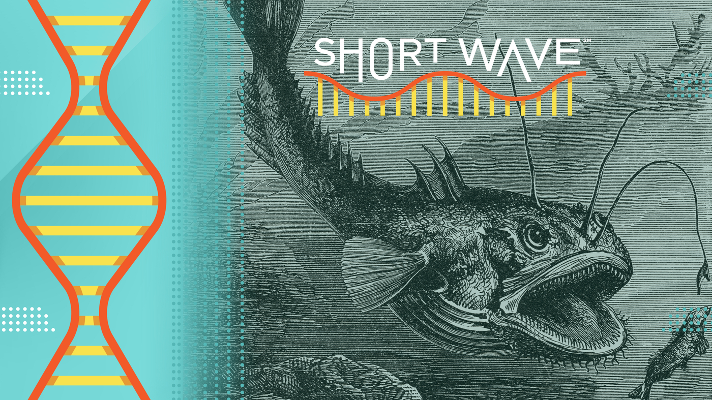Think anglerfish are weird? Wait until you hear how they evolved