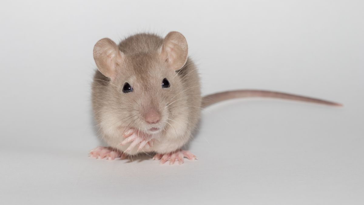 ‘Rubber paw illusion’: Mice can ‘sense’ artificial limbs, just as humans do