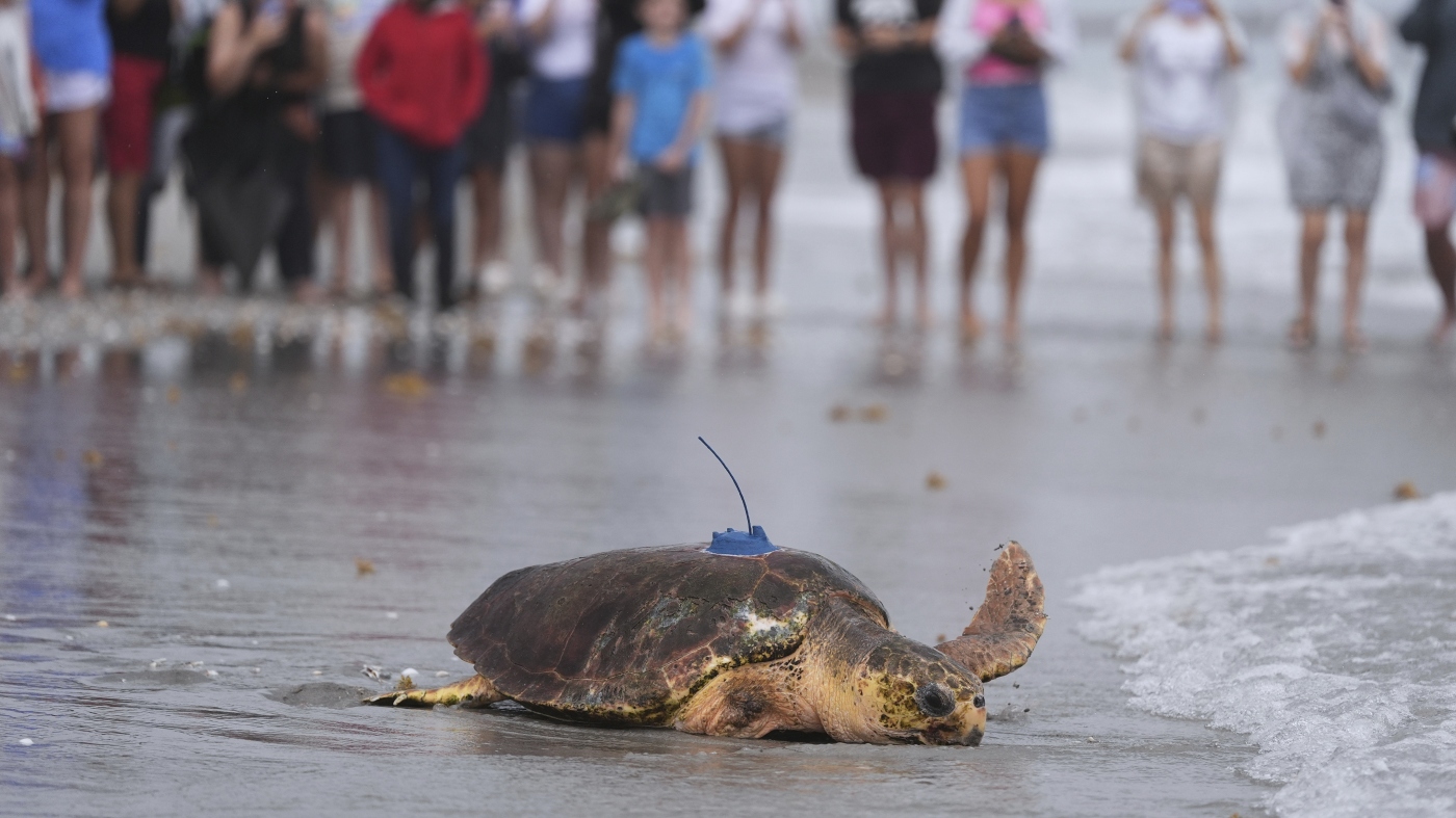 Sea turtle Dilly Dally released into the ocean with three flippers after undergoing amputation