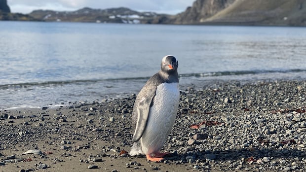 Antarctic treaty under stress as member countries gather in Italy
