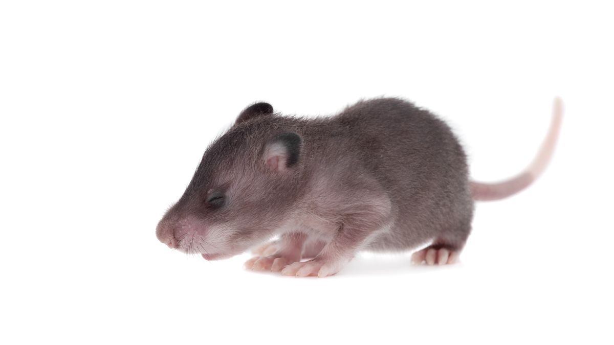 Which animal has the best sense of smell?