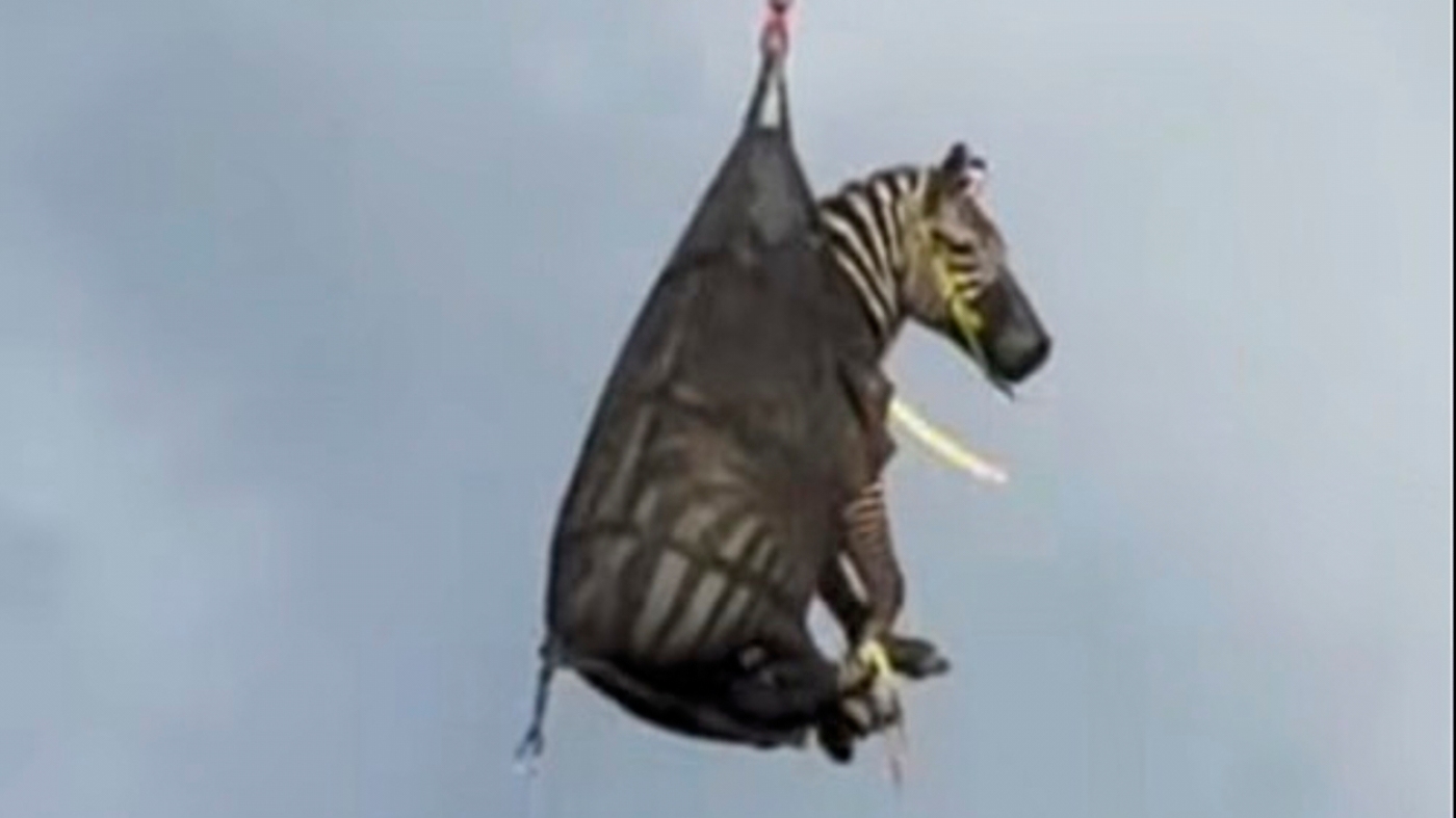 Ed, the runaway pet zebra, has been captured in Tennessee