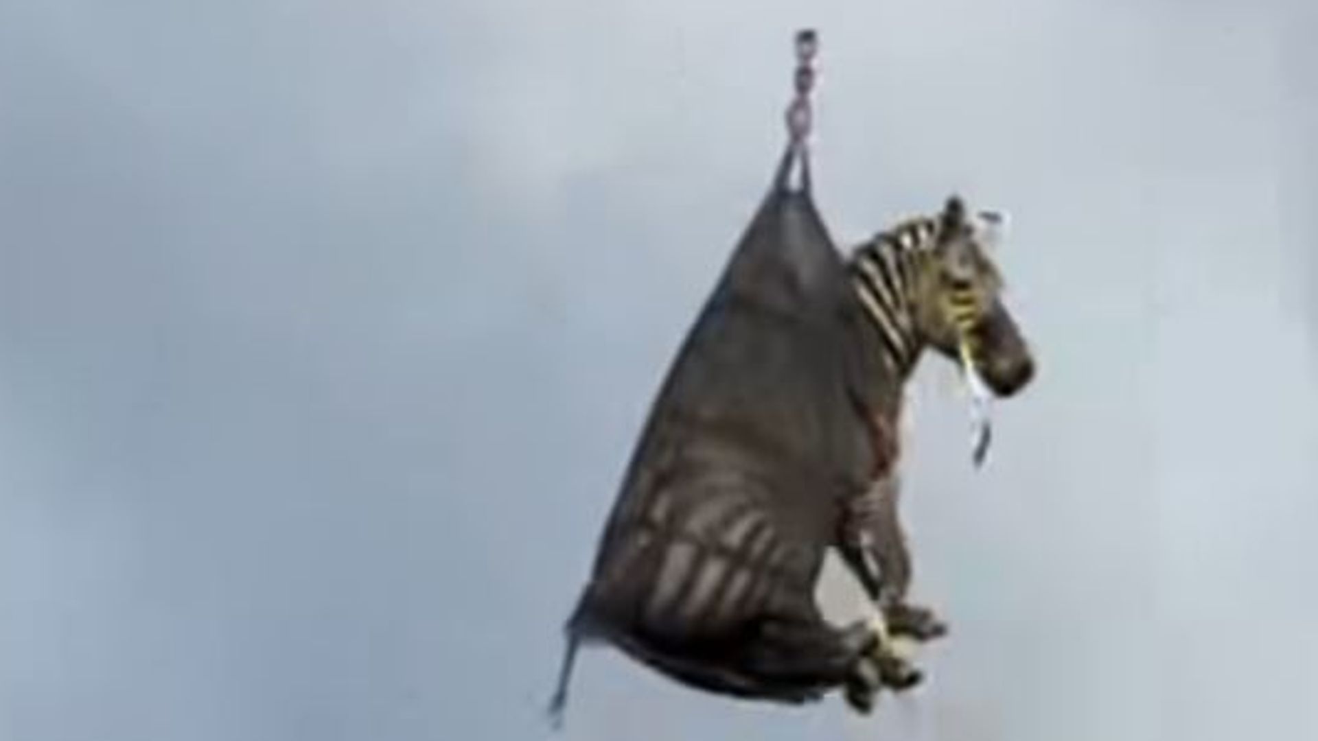 Ed the escaped zebra recaptured