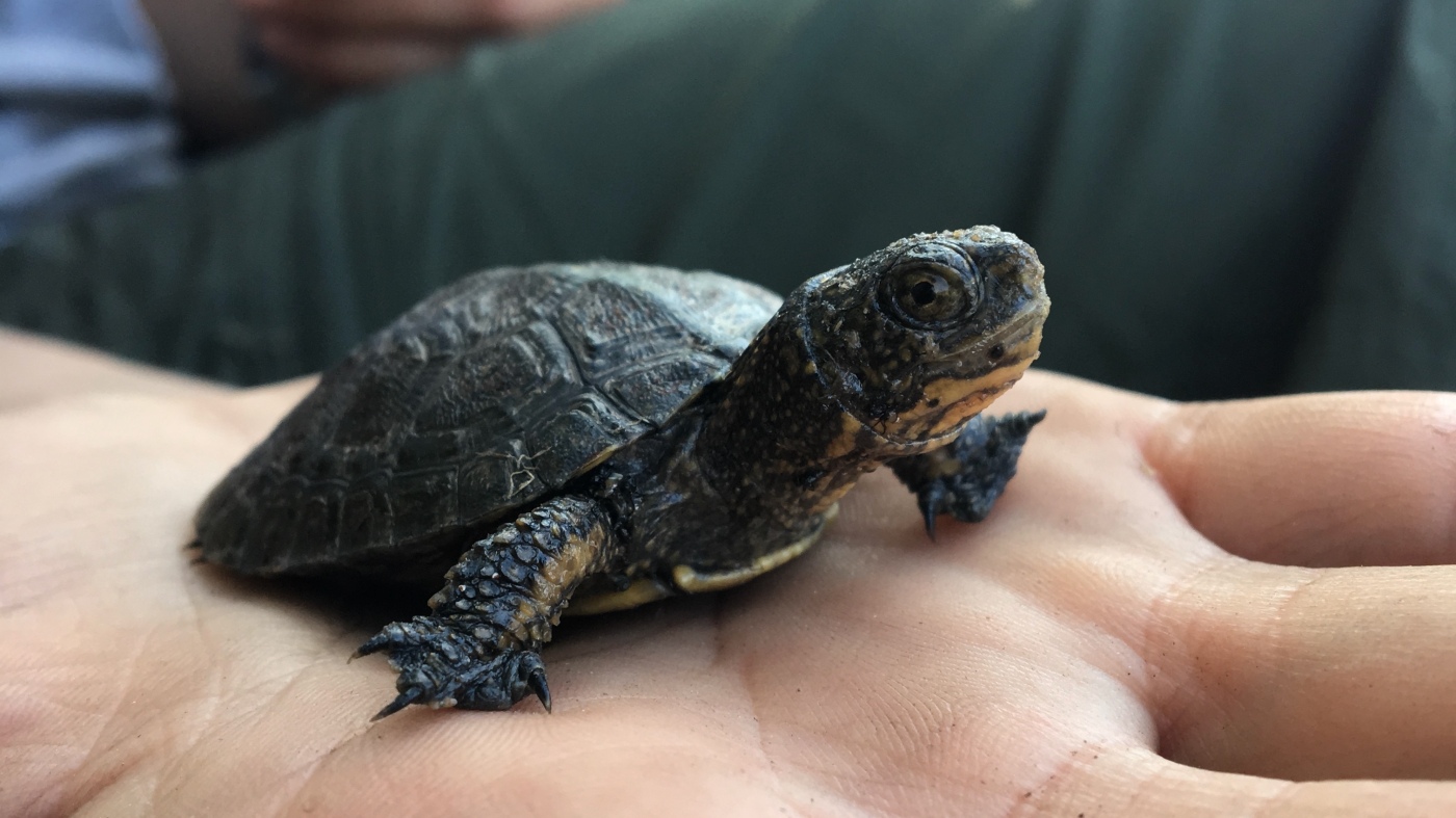 By removing invasive bullfrogs, scientists help Yosemite’s native turtles recover