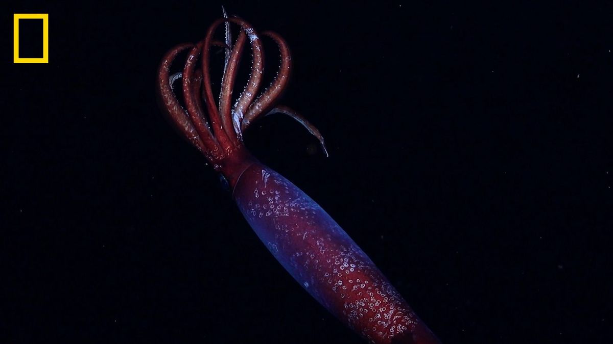 Haunting blood-red squid with large hooks drifts through Antarctic ocean’s midnight zone in world-first video