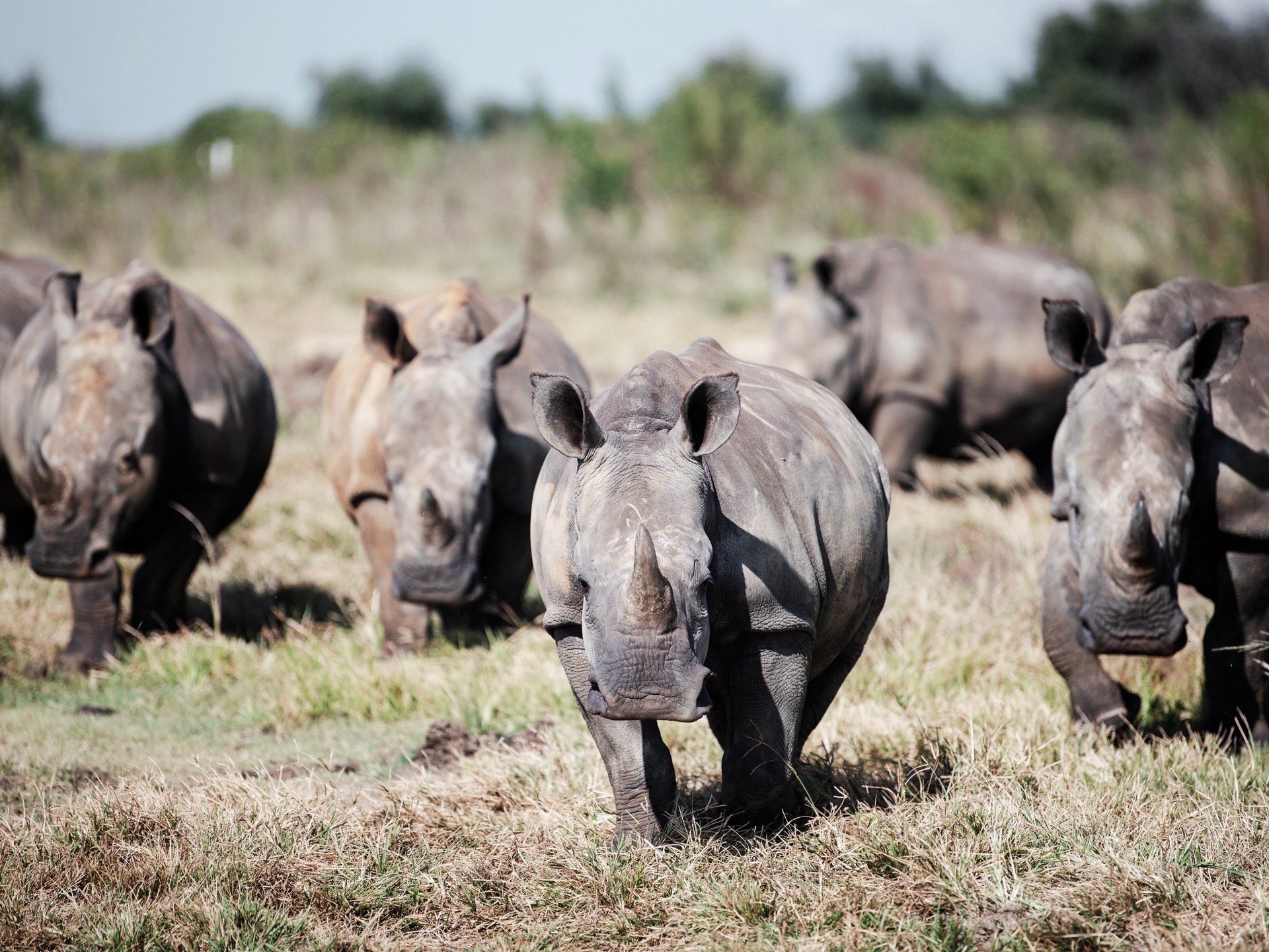 Dozens of white rhinos relocated from South Africa to Rwanda