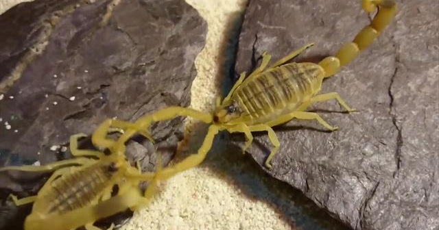 How scorpions help kill cancer