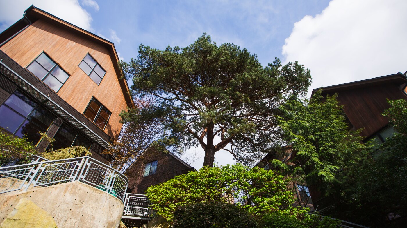 In Seattle, preserving trees while increasing housing supply is a climate solution