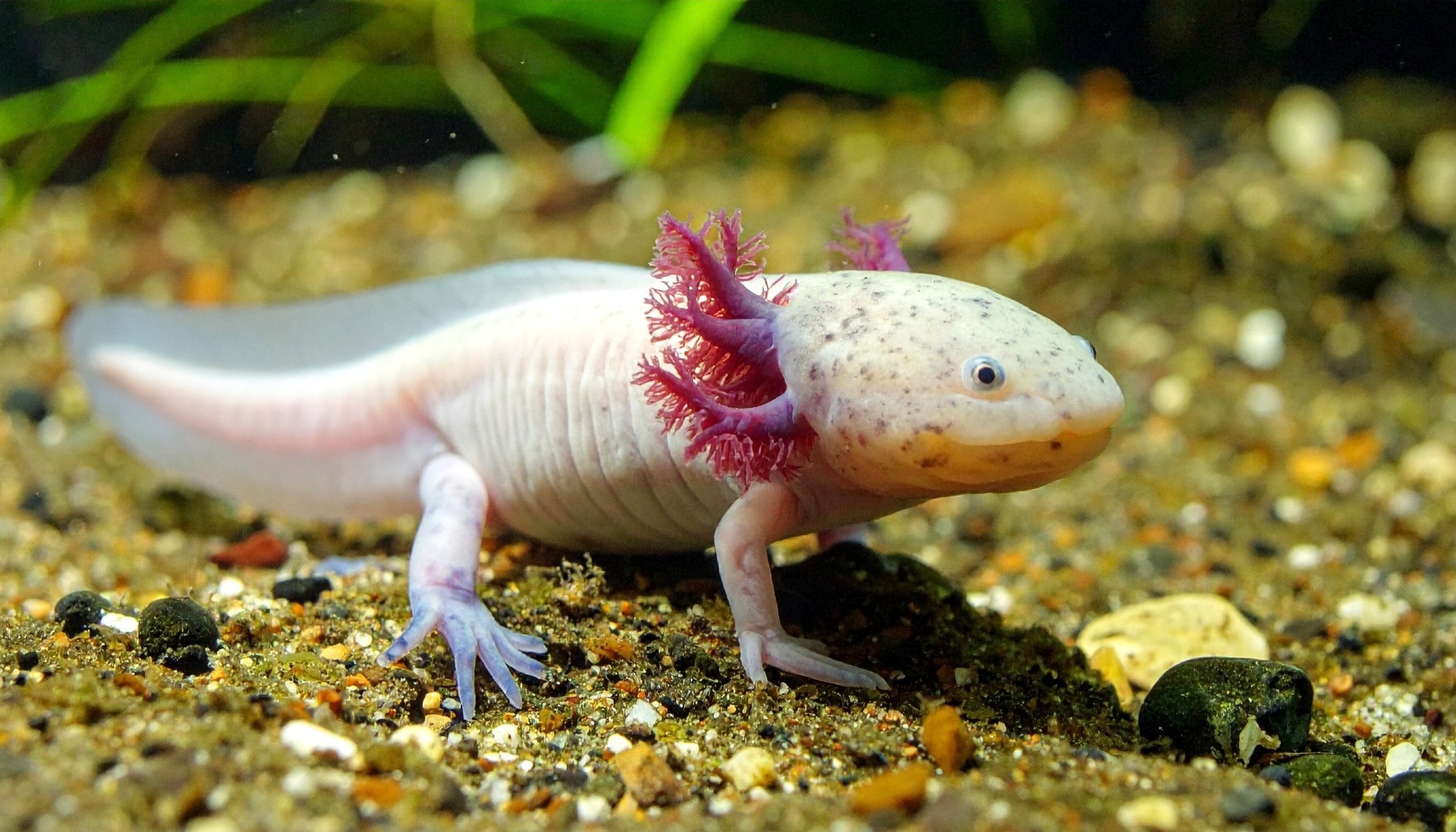 Blocking a single enzyme rewires limb regrowth in axolotls