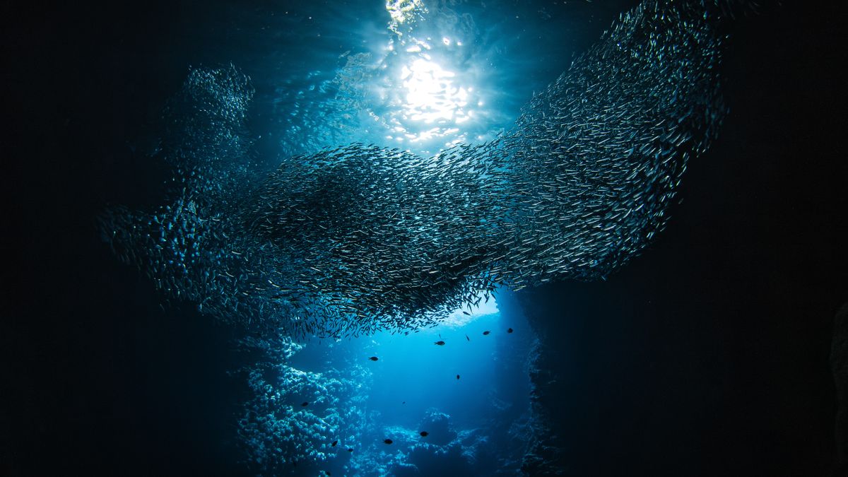 ‘It’s a ticking time bomb’: Acid levels in Earth’s oceans have already breached ‘danger zone’, study suggests