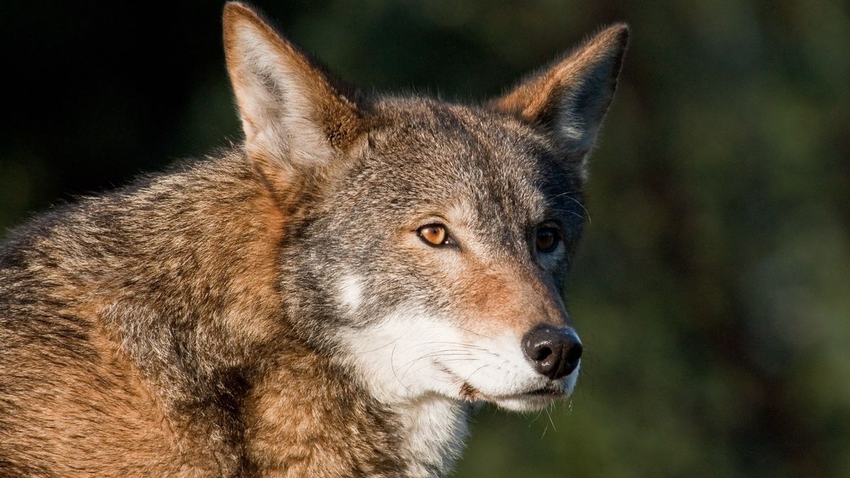 Instead of ‘de-extincting’ dire wolves, scientists should use gene editing to protect living, endangered species