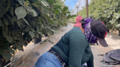 Hiding in the fields – farm workers fearing deportation stay in California’s shadows