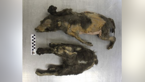 14,000-year-old ice age ‘puppies’ were actually wolf sisters that dined on woolly rhino for last meal
