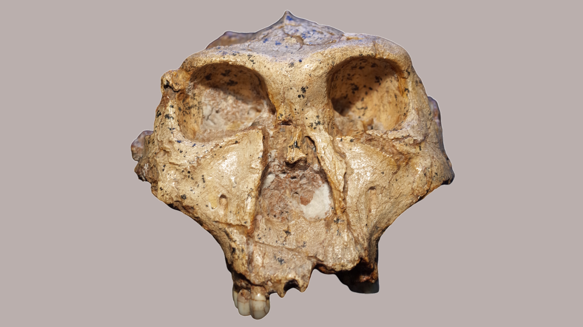 Strange pits on ‘hobbit’ teeth and other archaic humans could reveal hidden links in our family tree
