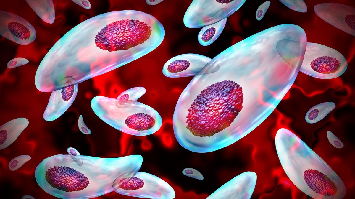 Common parasite decapitates human sperm