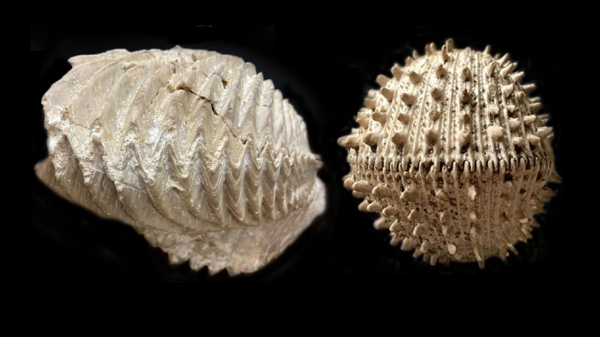 ‘Statistically, that shouldn’t have happened’: Something very weird occurred in the ocean after the dinosaur-killing asteroid hit