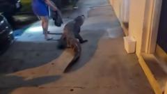 Watch: Virginia police find alligator outside motel