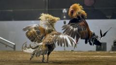 Search for 34 missing cockfighting gamblers points to volcanic lake