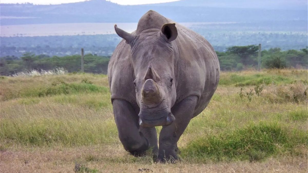 The northern white rhino is likely to be extinct in the wild. However, not all hope is lost