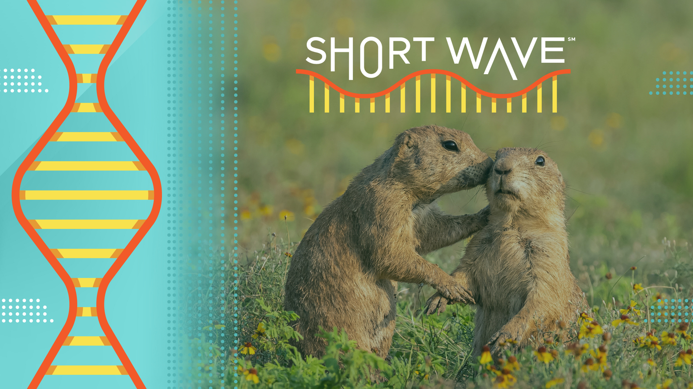 Why eavesdropping on prairie dogs pays off for this bird
