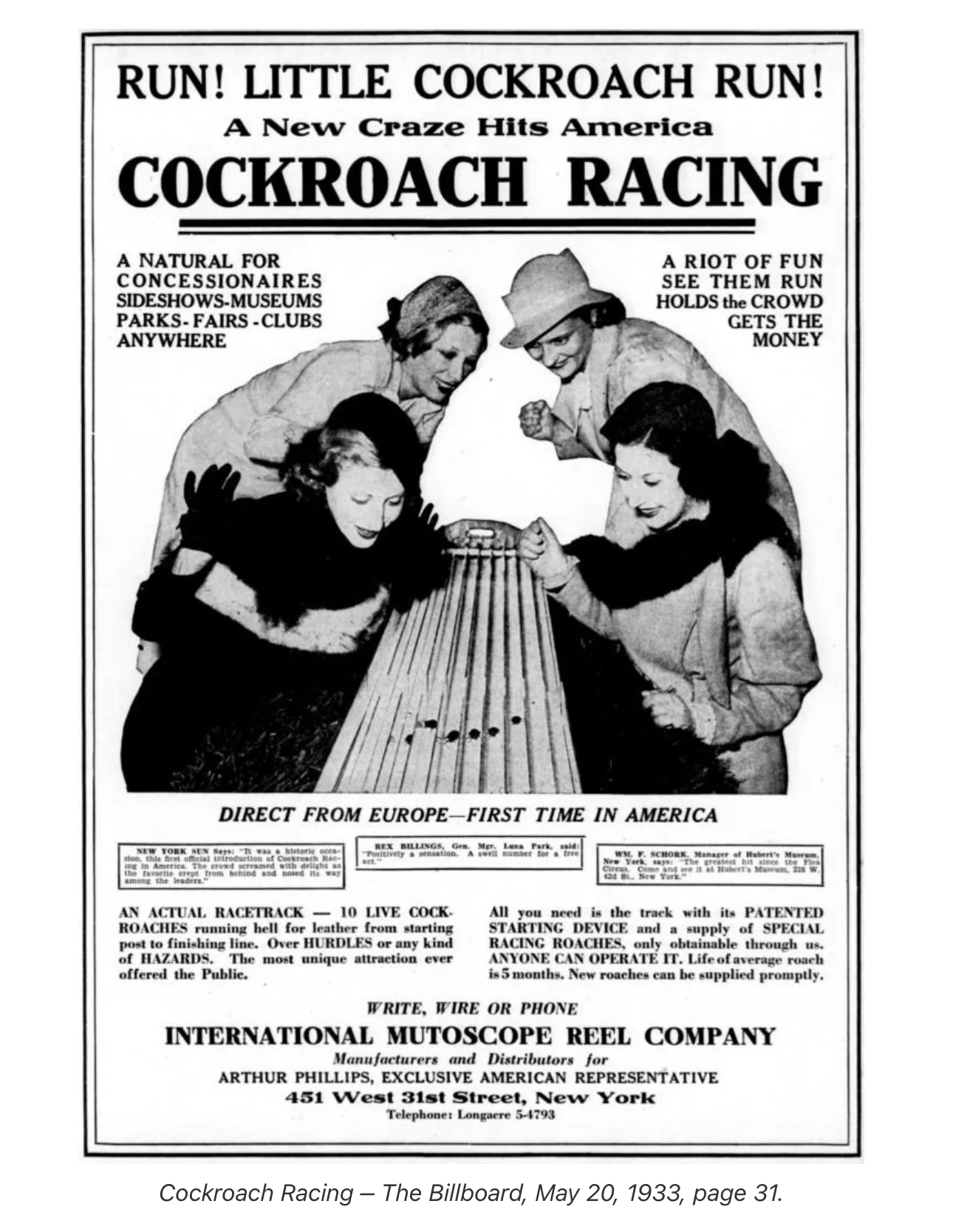 Cockroach Racing Craze