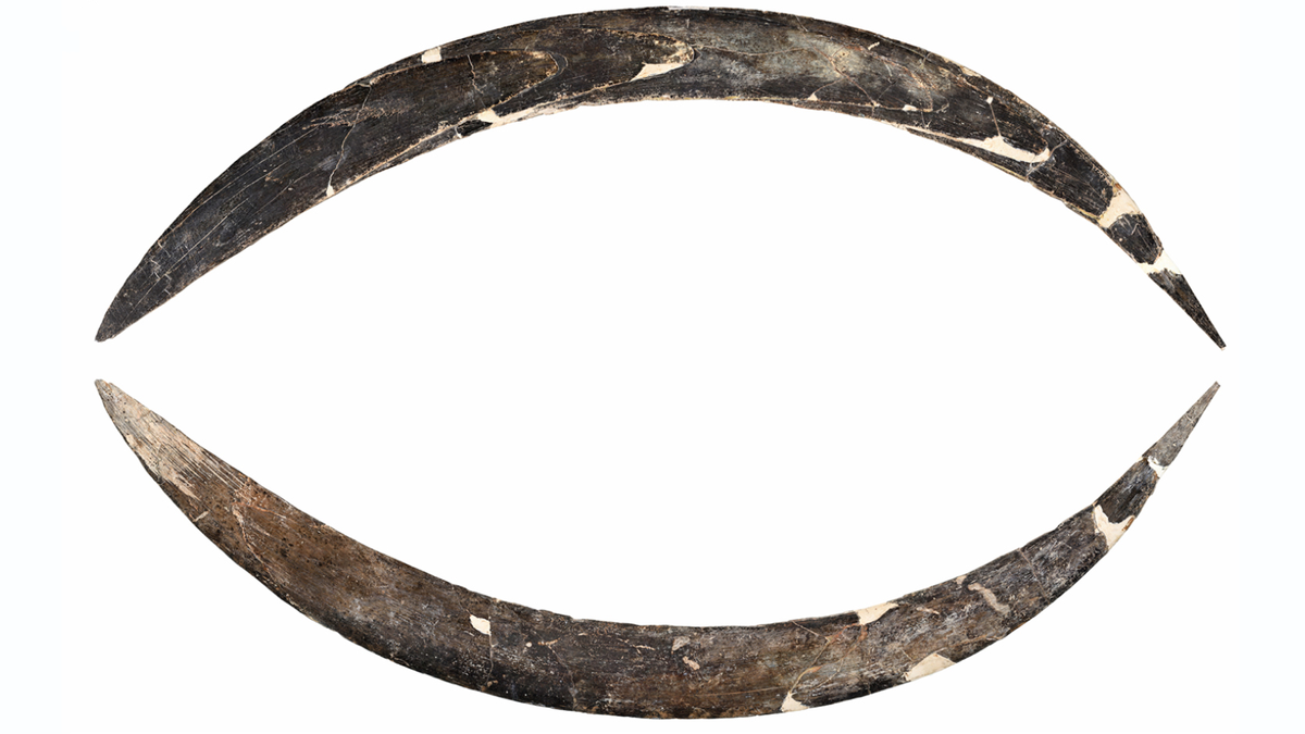 40,000-year-old mammoth tusk boomerang is oldest in Europe — and possibly the world