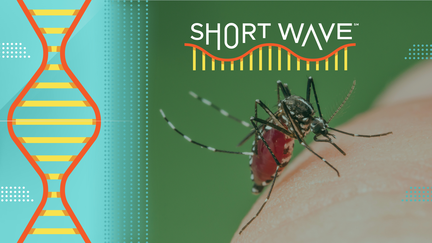 Climate change could be great for mosquitoes