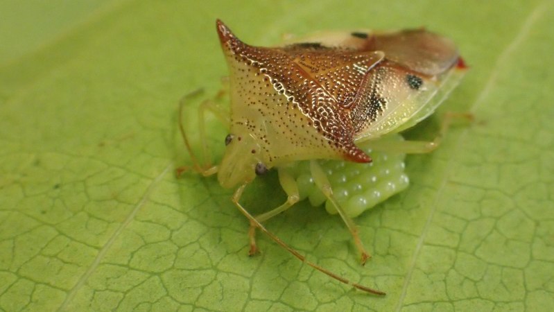 This bug’s all-in helicopter parenting reshaped its eggs
