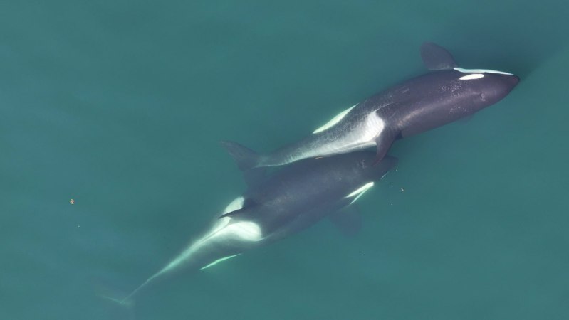 Killer whales may use kelp brushes to slough off rough skin