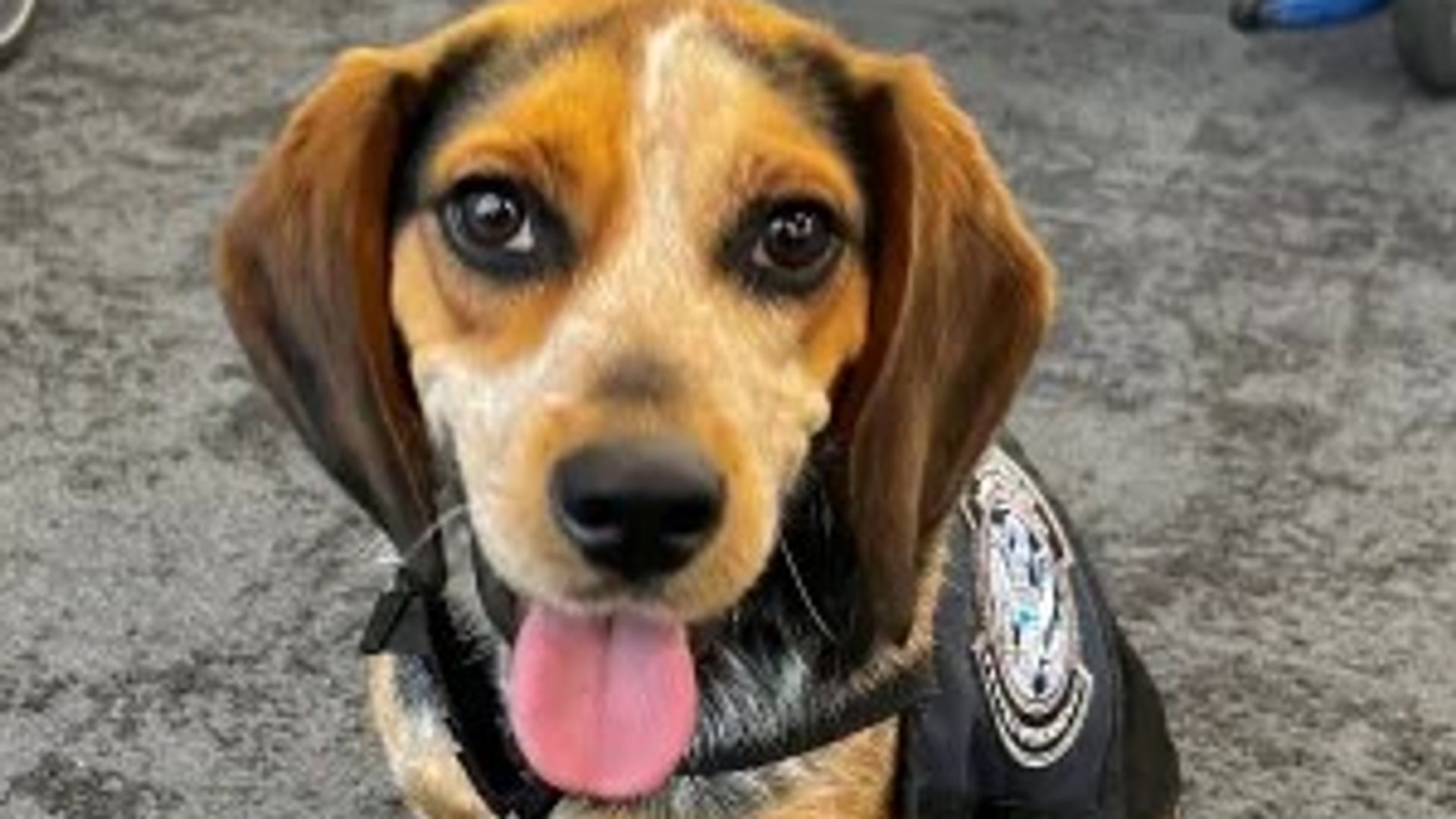 Man kicks airport customs dog ‘so hard it was lifted off the ground’