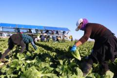 ‘We can’t do without these people’: Trump’s migrant crackdown has businesses worried