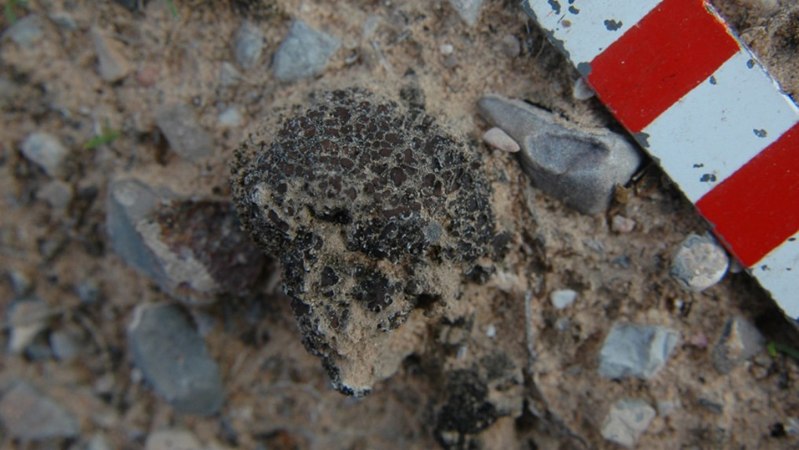 A barrage of radiation couldn’t kill this hardy life-form
