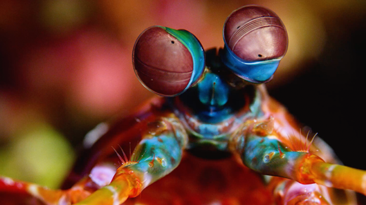When Did Nature Burst Into Vivid Color?