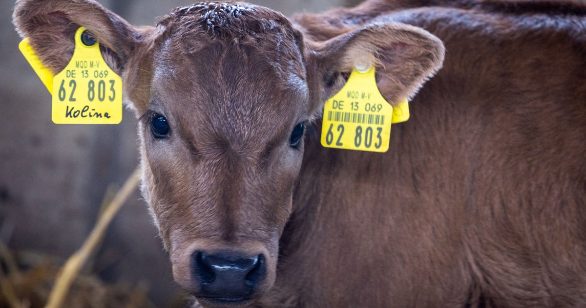 Australian Man Accused Of Stealing $100K Of Wagyu Cattle Semen, Plus Embryos