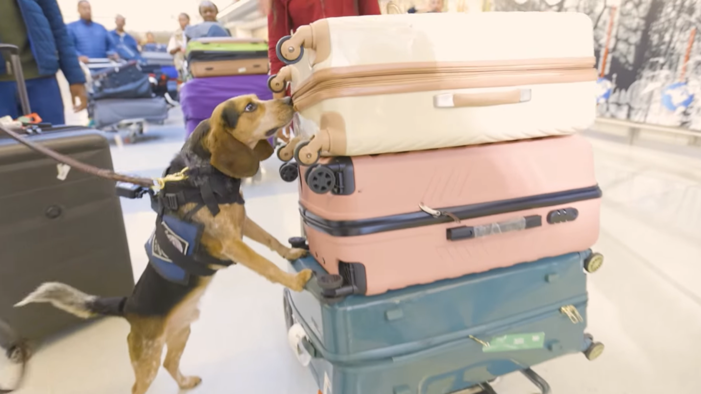 Man kicked and injured a CBP beagle during airport baggage search
