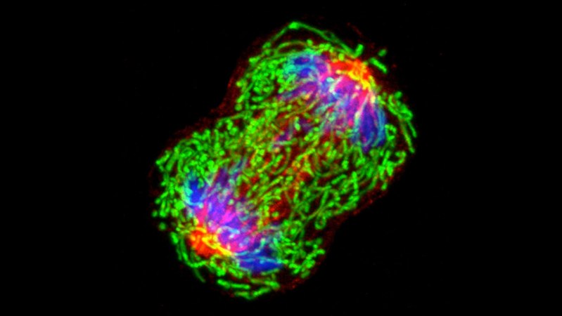 Cancer DNA is detectable in blood years before diagnosis