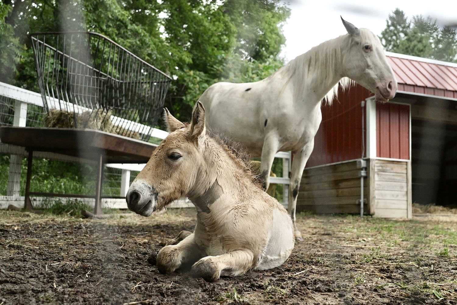 Rejected by his mother, rare wild Asian horse foal finds new mom in a grieving domestic mare