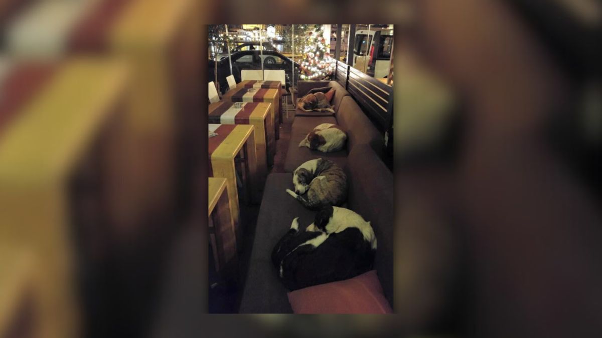 Image shows Portland coffee shop that shelters stray dogs?