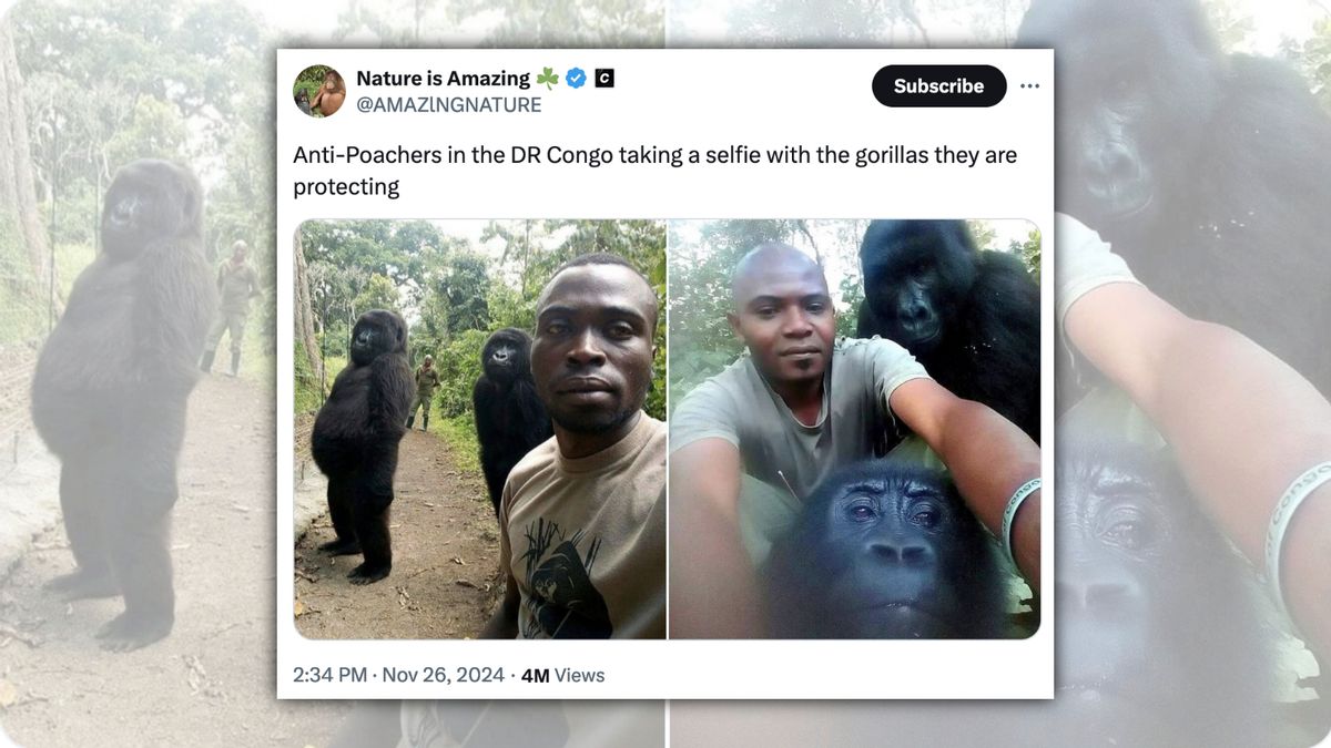 Park Rangers Took Selfies With Gorillas They Were Protecting from Poachers?