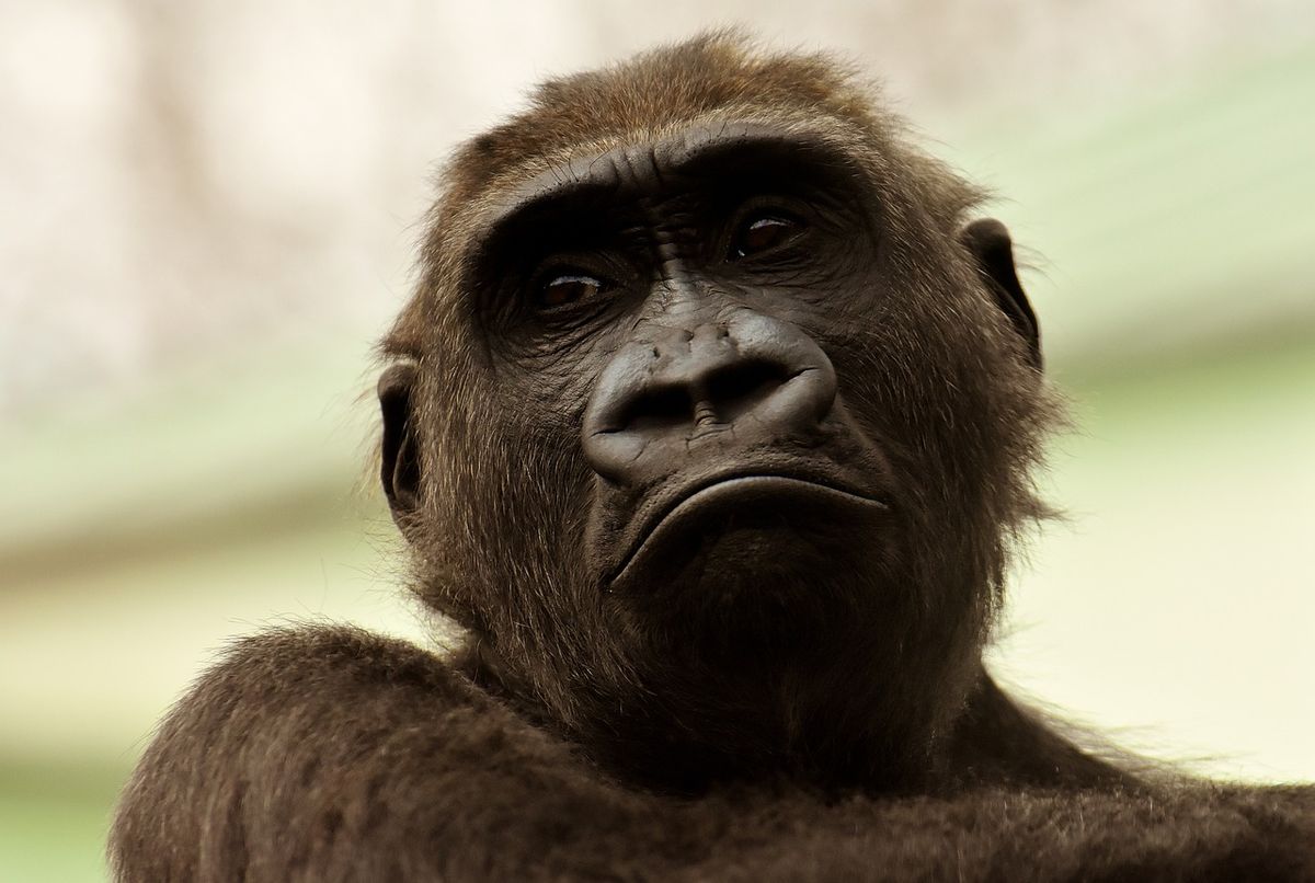 Apes Have Never Asked Questions Despite Scientists Communicating with Them Since ’60s?