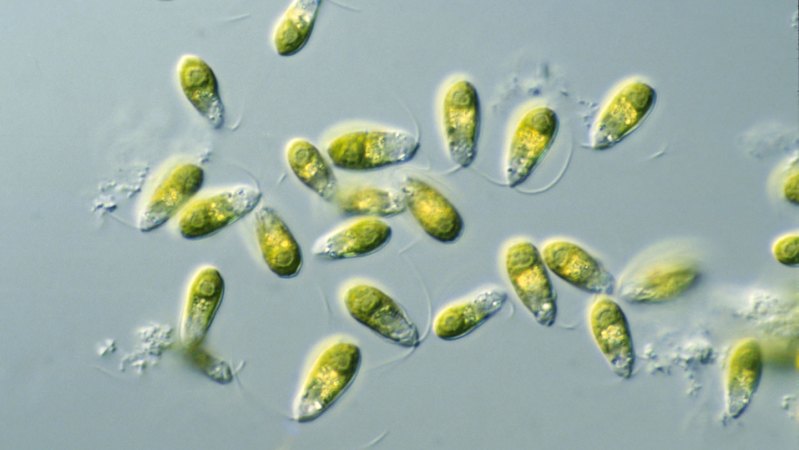 A 3-D printed, plastic beaker could help algae grow on Mars