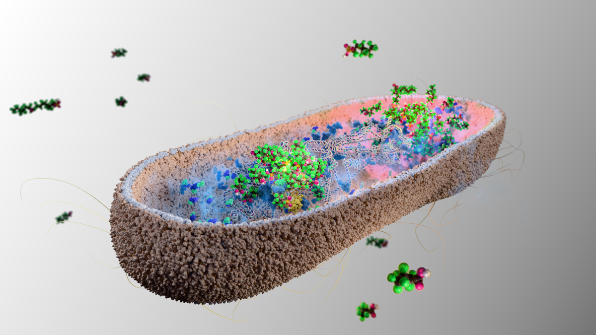 Our gut bacteria can absorb and remove toxic ‘forever chemicals’ — at least in lab mice