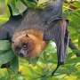 Lyssavirus is rare, but deadly: What should you do if a bat bites you?