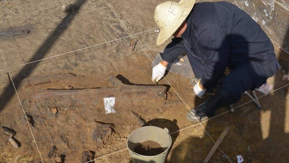 Oldest wooden tools unearthed in East Asia show that ancient humans made planned trips to dig up edible plants