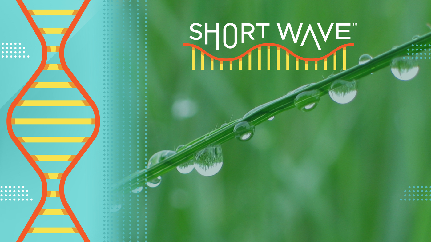 Need a better way to check the weather this summer? Try the dew point